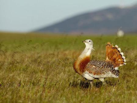 seo aves